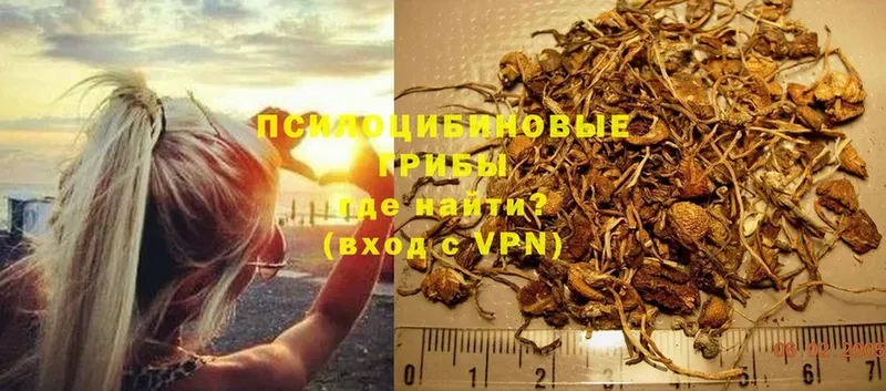 хочу   Раменское  Галлюциногенные грибы Psilocybe 